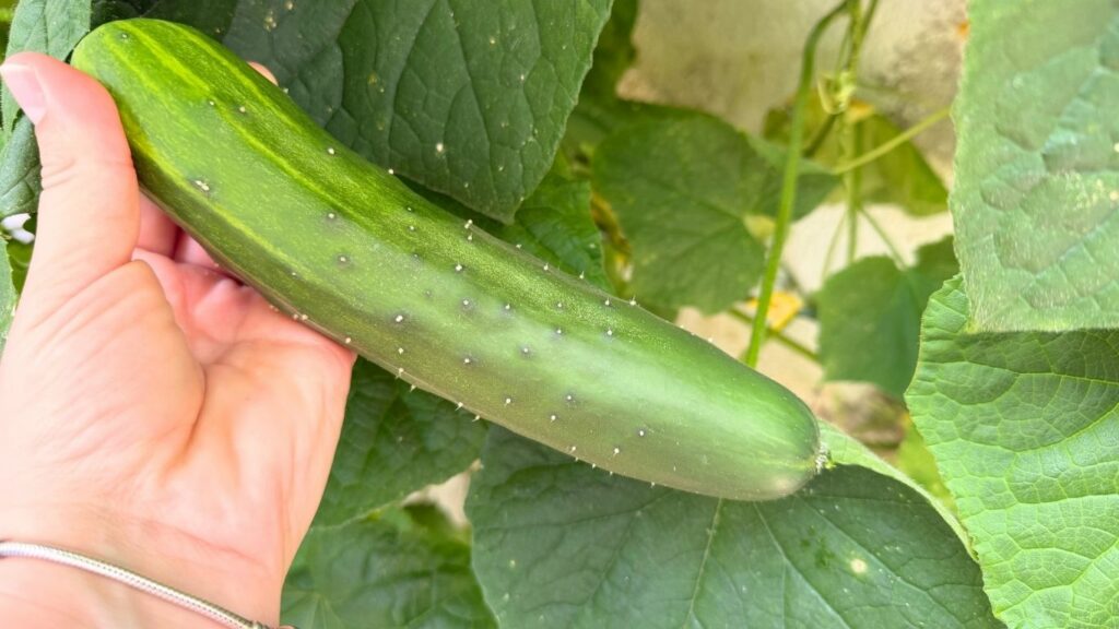 Fresh cucumber being picked from the garden for a homemade summer cucumber salad.