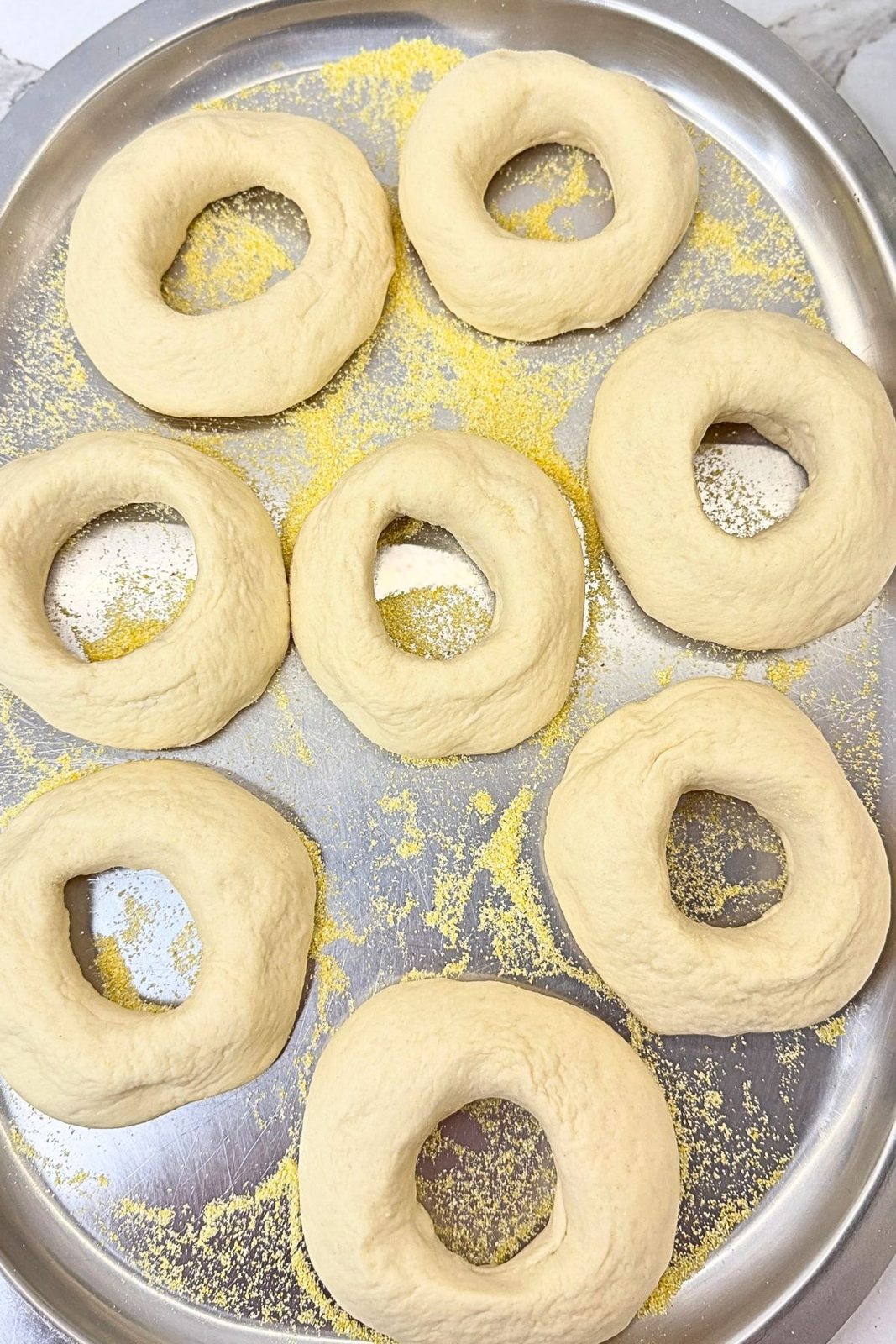 Eight freshly shaped bagels on a cornmeal-dusted tray before overnight refrigeration.