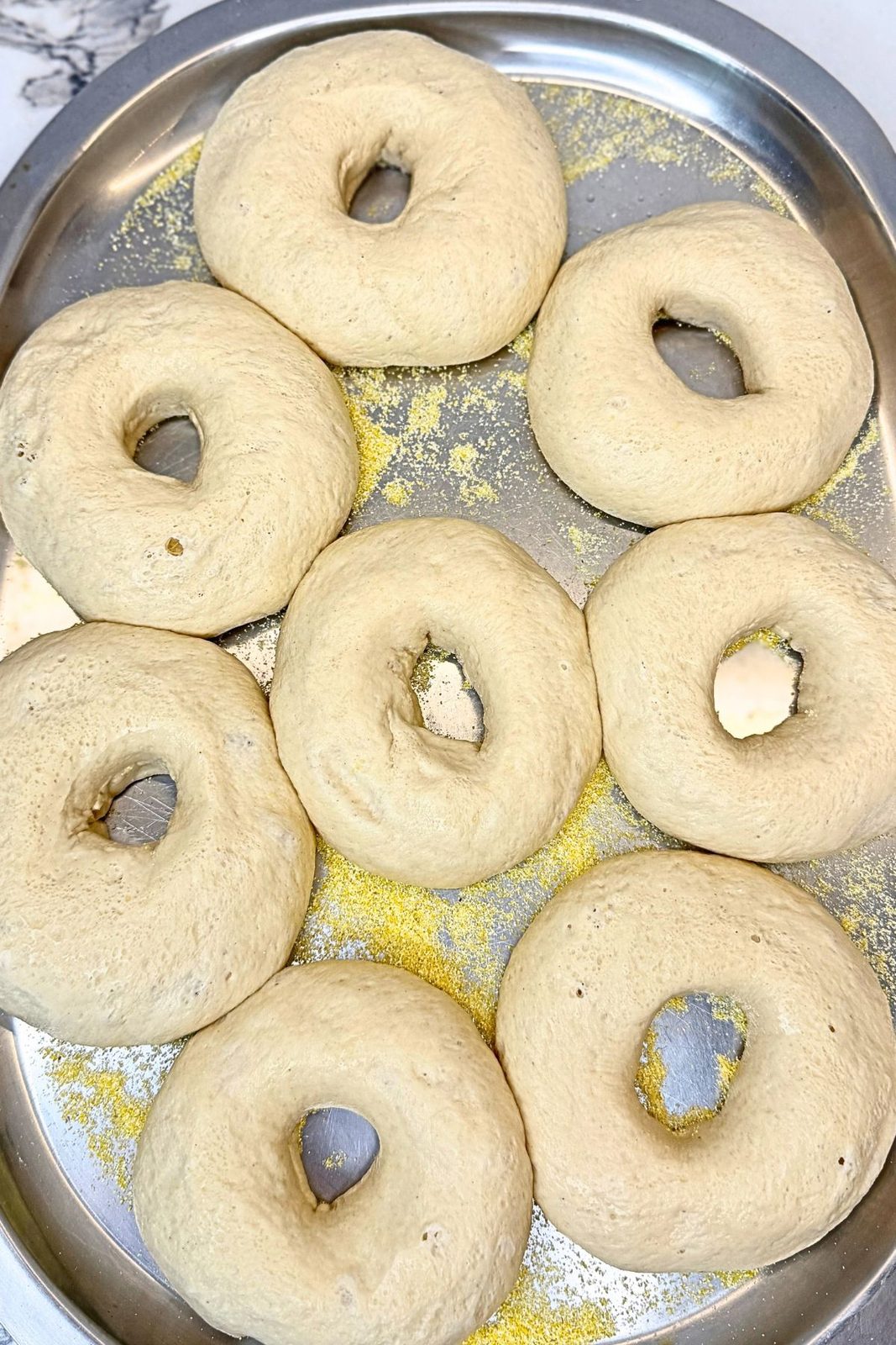 Puffy homemade bagels on a cornmeal-dusted tray after an overnight rise in the refrigerator.