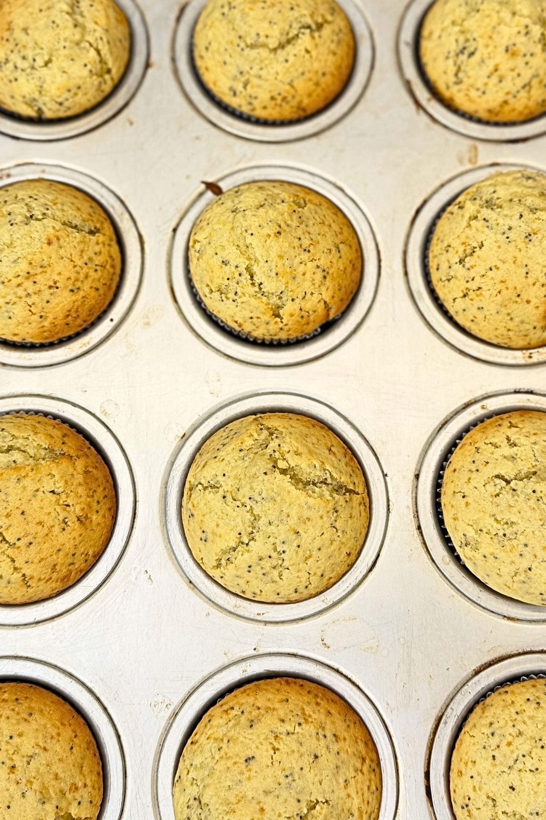 Freshly baked lemon poppy seed muffins with golden domed tops cooling in the muffin pan.